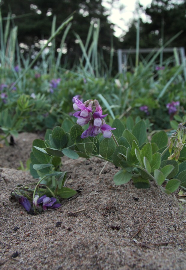 Image of Lathyrus japonicus ssp. maritimus specimen.