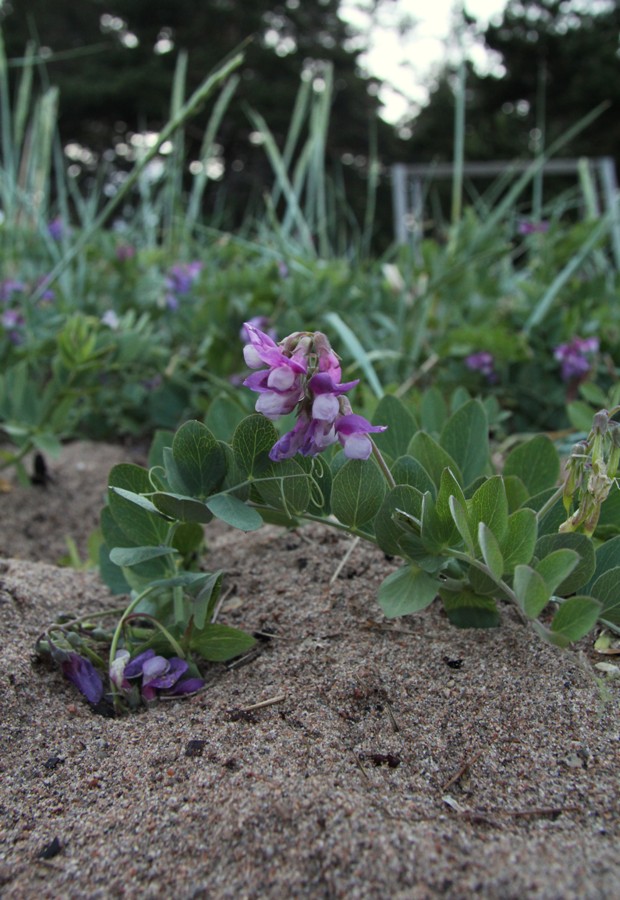 Изображение особи Lathyrus japonicus ssp. maritimus.