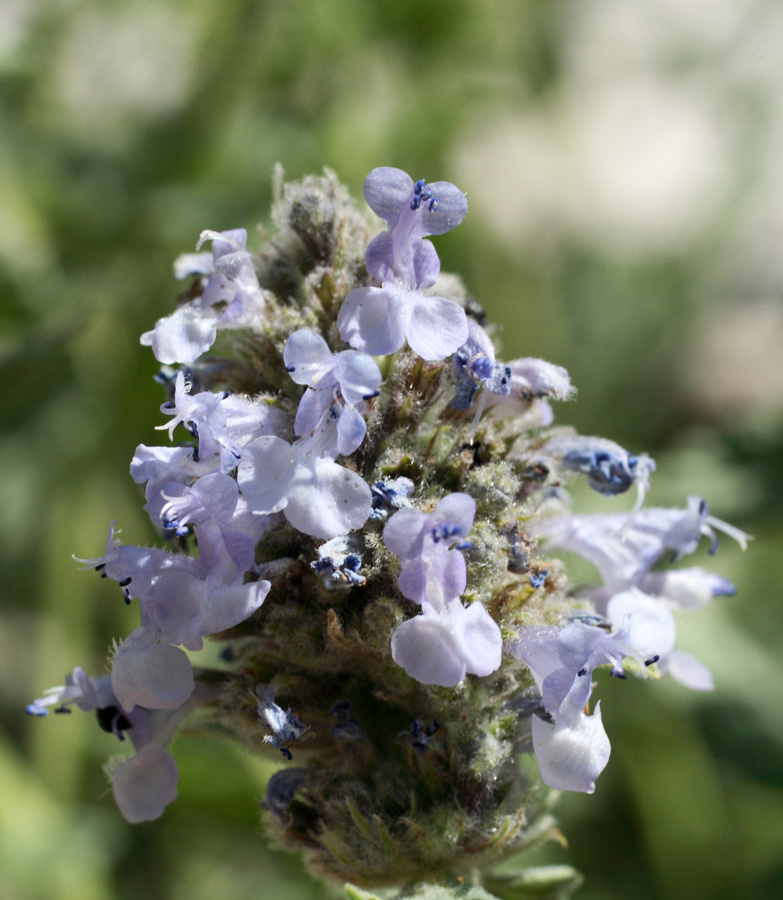 Изображение особи Nepeta alatavica.