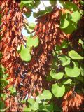 Cercis siliquastrum