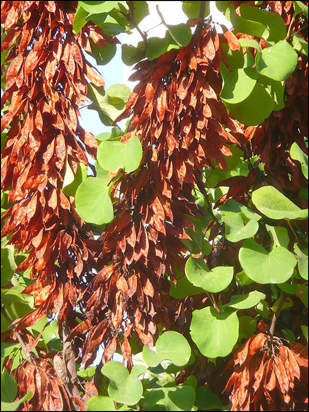 Изображение особи Cercis siliquastrum.