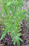 Senecio grandidentatus