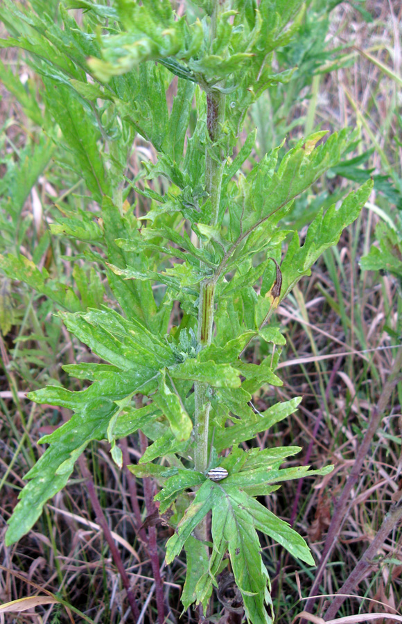 Image of Senecio grandidentatus specimen.