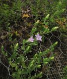 Campanula lyrata. Верхушка расцветающего растения. Греция, остров Родос, Долина бабочек (Petaloudes), на скале в широколиственном лесу. 6 мая 2011 г.