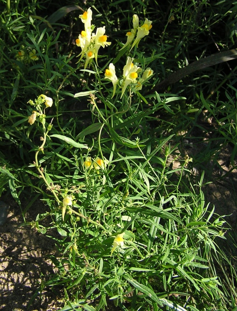 Изображение особи Linaria melampyroides.