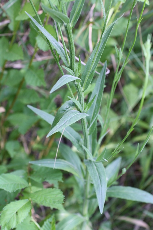 Изображение особи Campanula lambertiana.