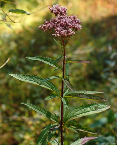Image of Eupatorium lindleyanum specimen.