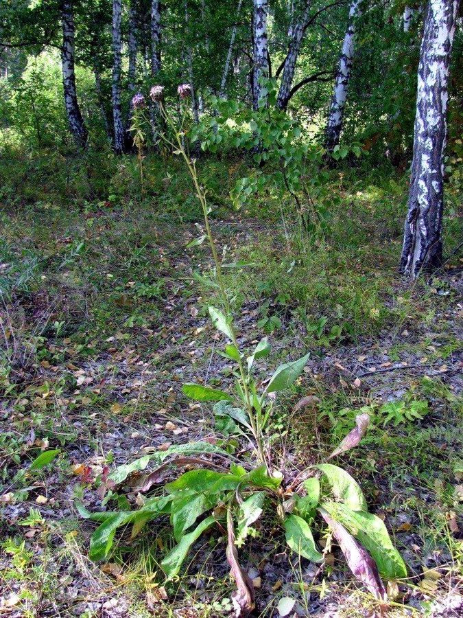 Изображение особи Centaurea integrifolia.