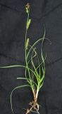 Carex songorica