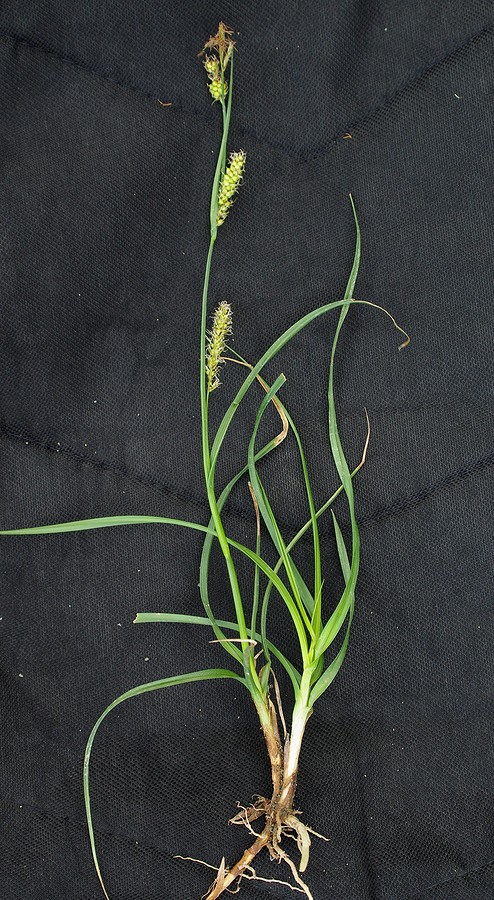 Изображение особи Carex songorica.