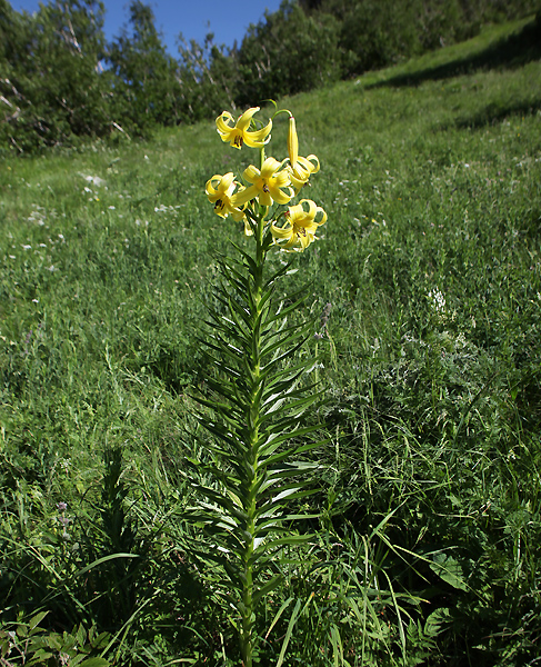 Image of Lilium kesselringianum specimen.