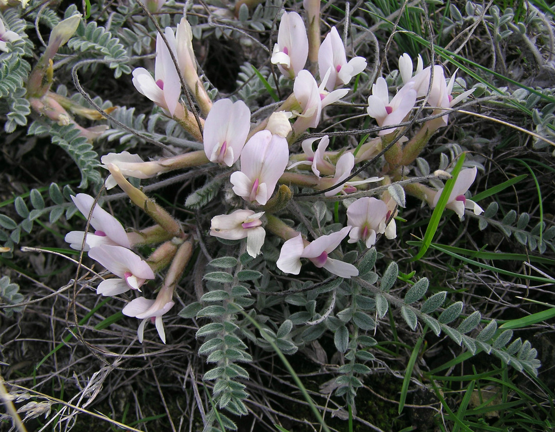 Изображение особи Astragalus testiculatus.