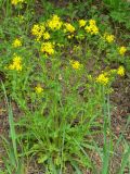 Senecio vernalis