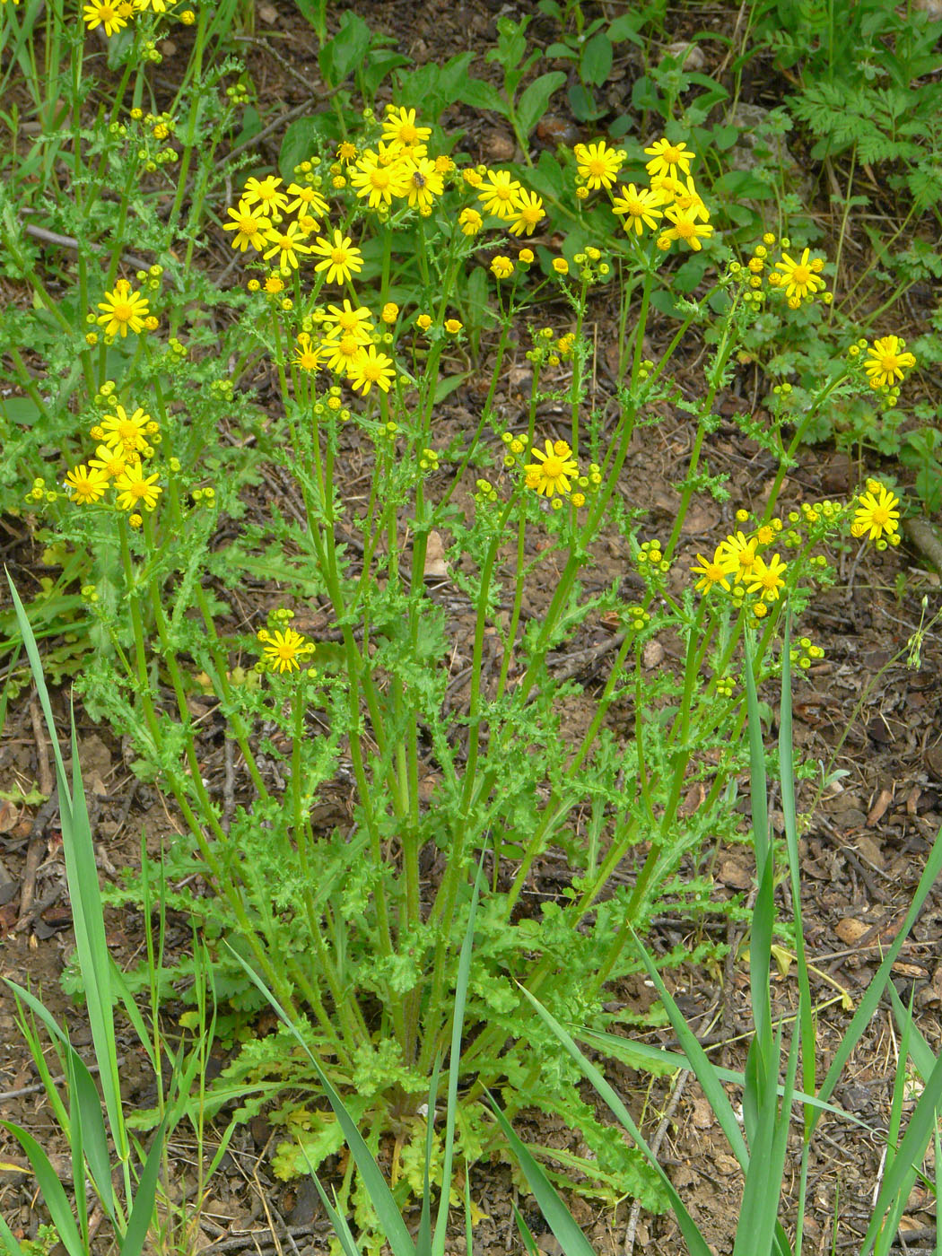 Изображение особи Senecio vernalis.