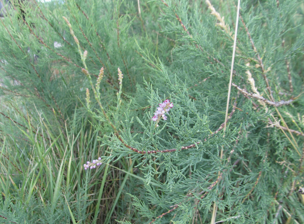 Image of Tamarix gracilis specimen.