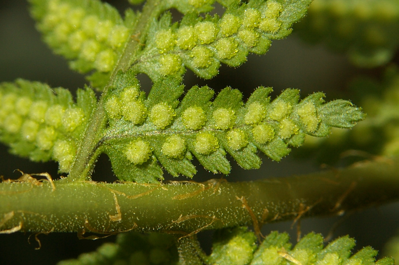 Image of Dryopteris villarii specimen.