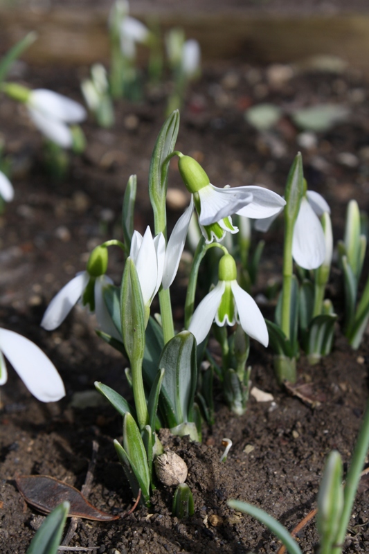 Изображение особи Galanthus plicatus.