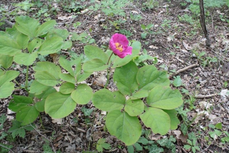 Изображение особи Paeonia caucasica.