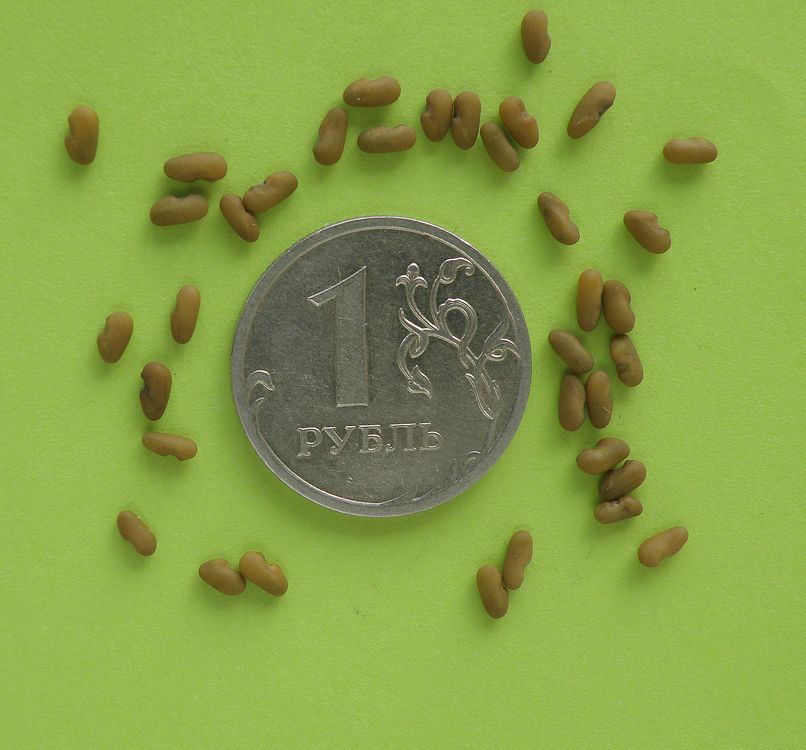 Image of Galega orientalis specimen.