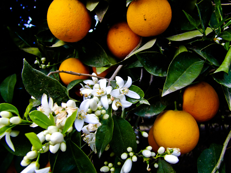 Изображение особи Citrus sinensis.