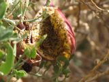 Capparis cartilaginea