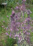 Allium subspecies pulchellum
