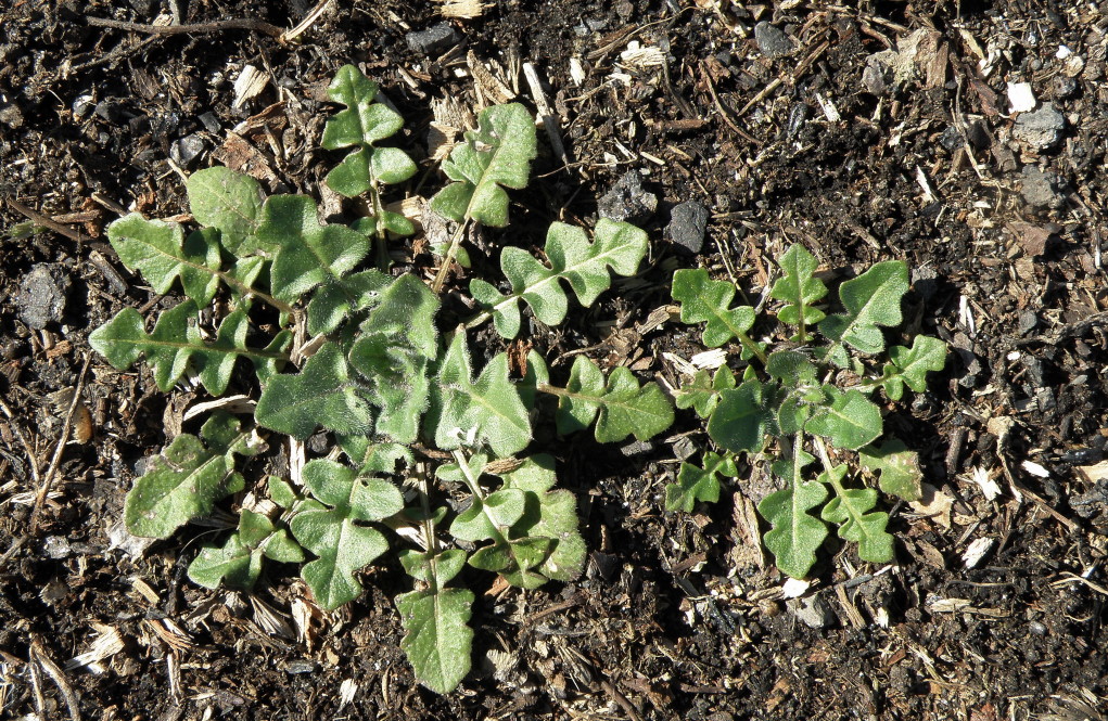 Image of Sisymbrium loeselii specimen.