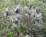 Pulsatilla ucrainica. Цветущие растения. Украина, Донецкая обл., Старобешевский р-н, окр. пгт Старобешево. 14.04.2012.