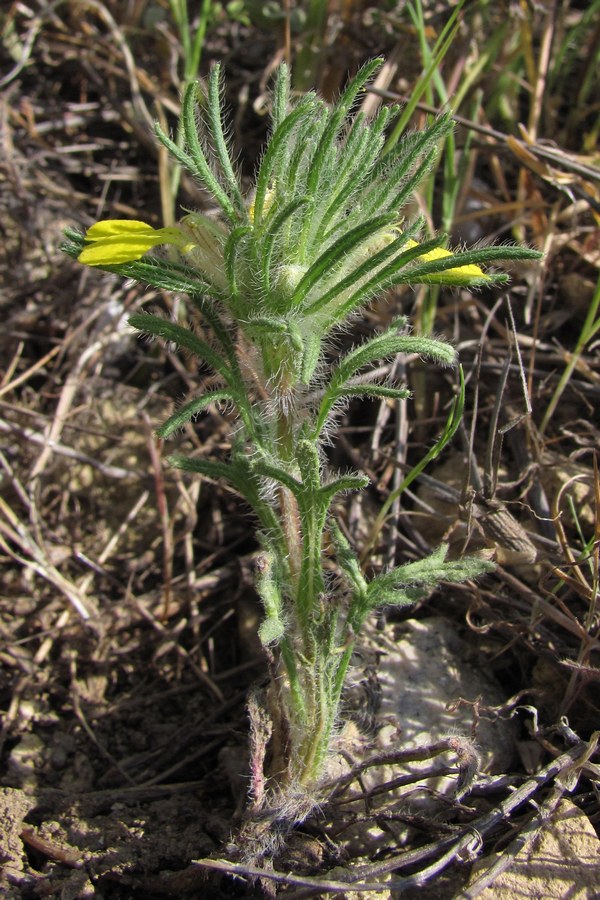 Изображение особи Ajuga mollis.