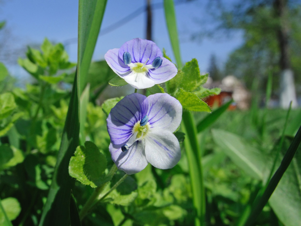 Image of Veronica filiformis specimen.