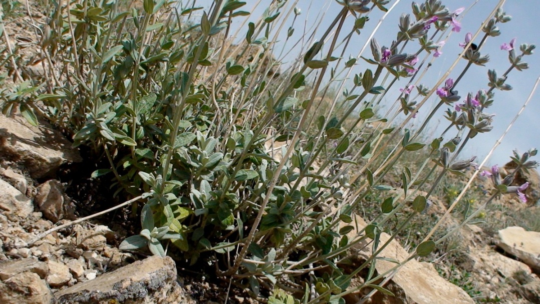 Image of Stachys inflata specimen.
