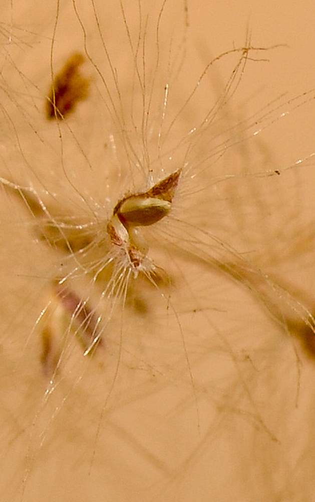 Изображение особи Tricholaena teneriffae.