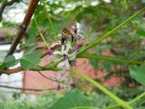 Melia azedarach. Соцветие с кормящейся мухой-журчалкой (Eristalis). Крым, Ялта. 26 мая 2012 г.