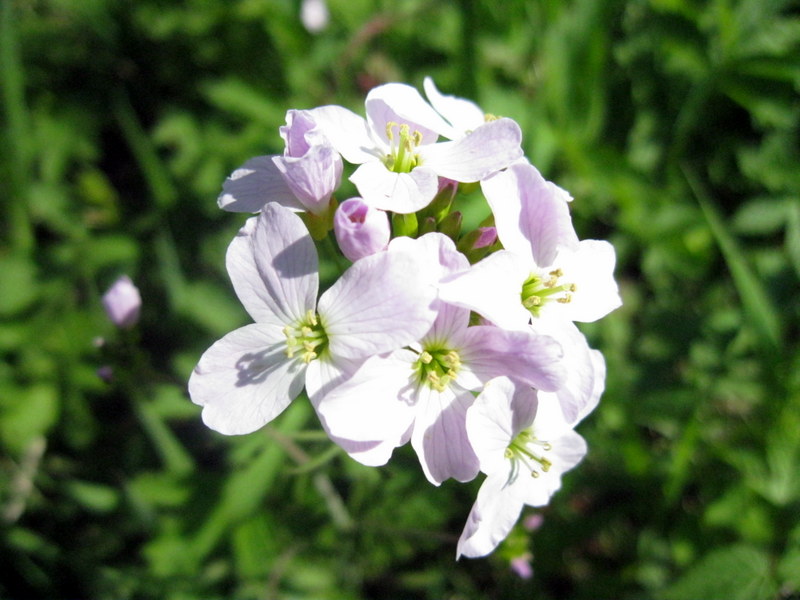 Image of Cardamine pratensis specimen.