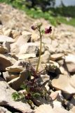 Scrophularia exilis. Цветущее растение. Горный Крым, южный склон Ялтинской яйлы. 9 июня 2012 г.