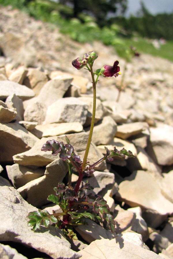 Изображение особи Scrophularia exilis.