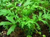 genus Phacelia