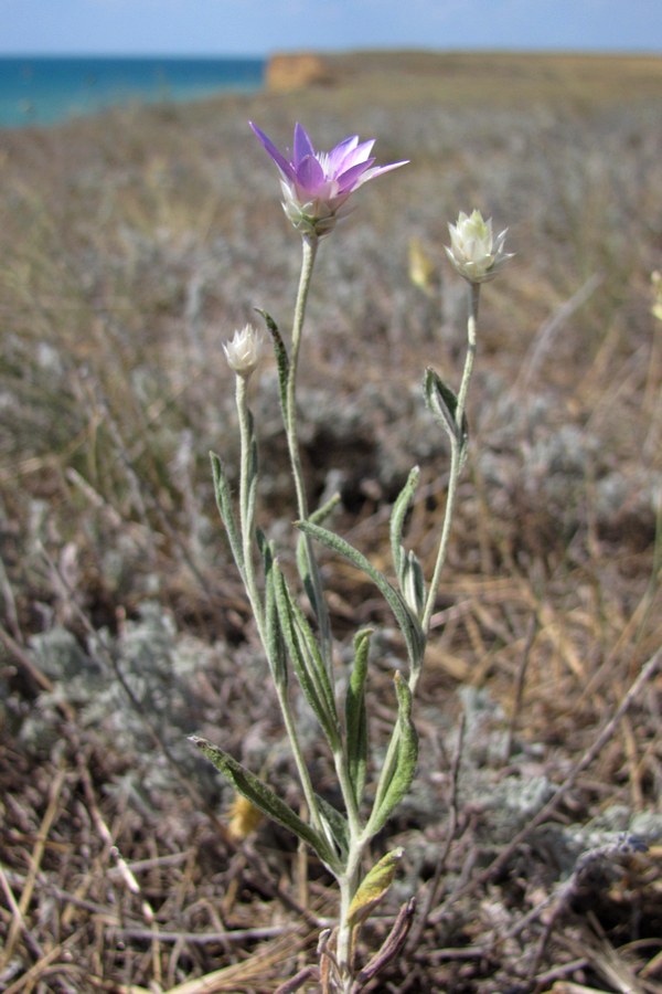 Изображение особи Xeranthemum annuum.