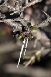 Amygdalus spinosissima. Распускающиеся почки. Южный Казахстан, горы Каракус. 03.04.2012.