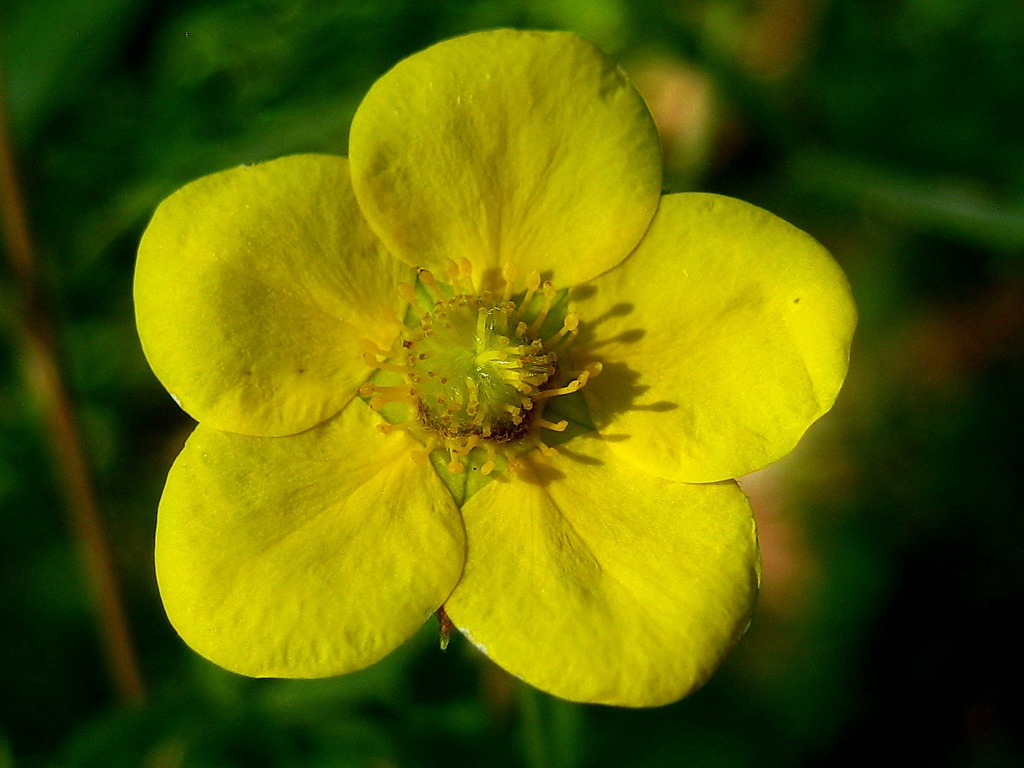 Image of Dasiphora fruticosa specimen.