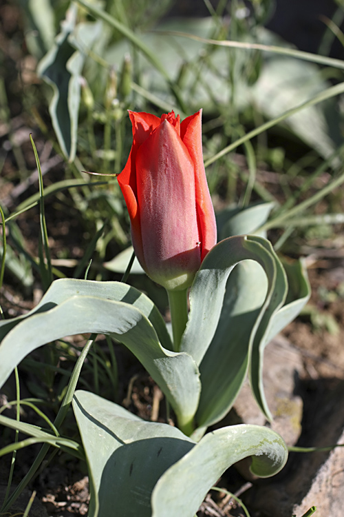 Изображение особи Tulipa greigii.