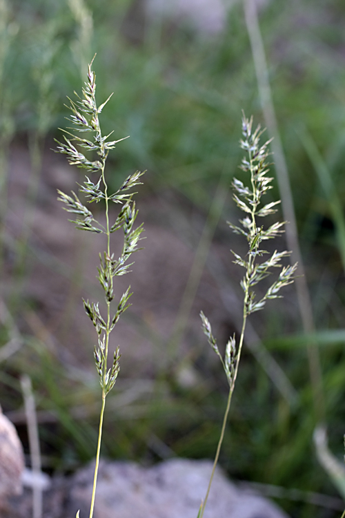 Image of Poa bulbosa specimen.