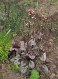 Heuchera × hybrida. Цветущее растение. Владивосток, ботанический сад-институт ДВО РАН. 23 июня 2012 г.