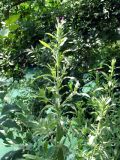 Epilobium velutinum