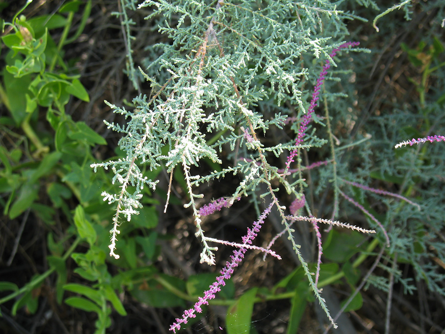 Image of Tamarix ramosissima specimen.