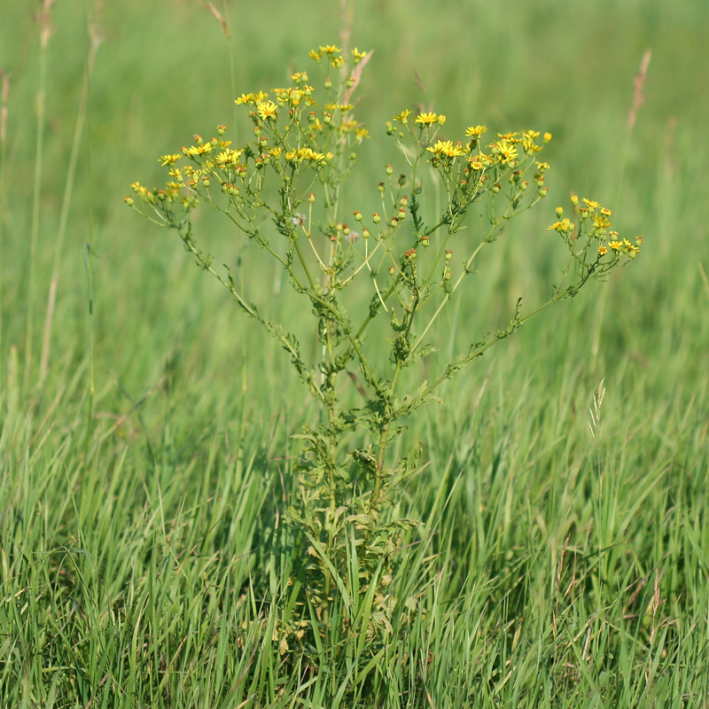 Image of Senecio andrzejowskyi specimen.