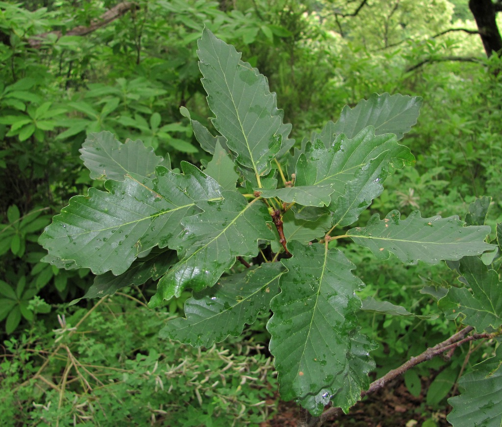 Image of Quercus iberica specimen.