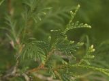 Thuja occidentalis