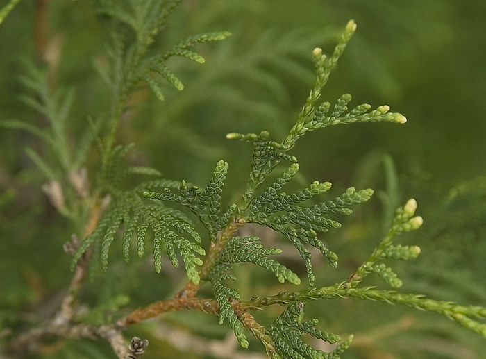 Image of Thuja occidentalis specimen.