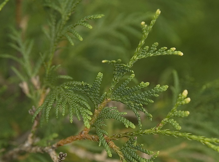 Изображение особи Thuja occidentalis.